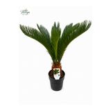 Florya Botanik Sikas Japon Sago Palmiyesi 60-70 Cm