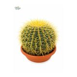 Florya Botanik • Thebestonline Altın Fıçı (Altın Küp) Kaktüs Canlı Dekoratif Saksılı Bitki 30-35 cm