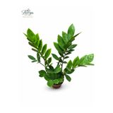 Florya Botanik Zamia Çiçeği Zeze Çiçeği Zamia Bitkisi Zamioculcas Ev Bitkisi Ofis Bitkisi Salon Bitkisi