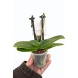 Floryalibotanik 2'li Beyaz Mini Orkide Fidesi