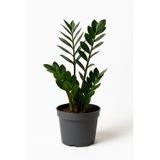 Floryalibotanik Zamia Bitkisi - Zamioculcas Zamiifolia 50-60 cm