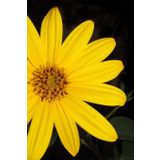 Flower Notebook