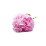 flowerbyelisa İran Gül Pembe Sardunya Çiçeği Fidesi 10-20 cm