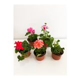 flowerbyelisa Sakız Sardunya Fidanı Beyaz 10-20 cm