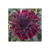 Fmt Tohumculuk Kadife Kırmızı Yıldız Çiçeği Soğanı (dahlia)2 Adet
