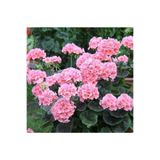 FMT TOHUMCULUK Soft Pembe Renkli Sardunya Çiçek Fidanı Saksılı