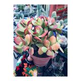 foliumbotanik Crassula Ovata Büyük Boy 12cmlik Saksıda
