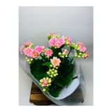 foliumbotanik Hediyelik Sukulent Kalanchoe Çiçekli 6,5 Cmlik Saksıda