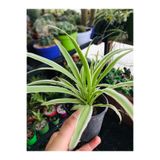 foliumbotanik Kurdele Çiçeği