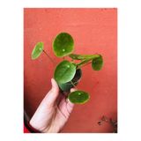 foliumbotanik Pilea Salon Bitkisi