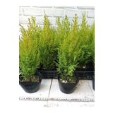 Fomlu Kokulu Limon Servi Fidanı Tüplü 10 Adet 15-20CM Dış Mekan Ağacı