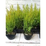 Fomlu Kokulu Limon Servi Fidanı Tüplü 10 Adet 15-25CM Dış Mekan Ağacı