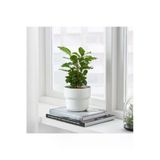 Förenlıg Beyaz Saksı 12 Cm