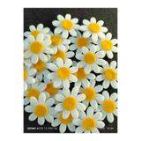 Forester Toys Keçeden Sadece BEYAZ PAPATYA 5X5 CM 50 Adet