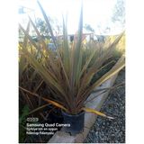 Formium Phormium Kırmızı Süs Bitkisi, Bordo-Kırmızı Yapraklı