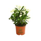Formlu Beyaz Renk Euphorbia Dikenler Tacı 20-25Cm