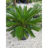 Formlu Cycas Revoluta - Sikas Japon Sago Palmiyesi 70-100cm Canlı İç Dış Mekan Bitkisi