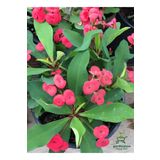 Formlu Kırmızı Renk Euphorbia Dikenler Tacı 20-25 cm