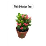 Formlu Kırmızı Renk Euphorbia Dikenler Tacı 20-25Cm