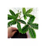 Formlu Küstüm Çiçeği Fidesi Fidanı 10-20 Cm