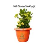 Formlu Sarı Renk Euphorbia Dikenler Tacı 20-25Cm