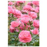 Formlu Yoğun Kokulu Pembe Gül Fidanı 1 Adet Saksılı 30-60Cm (Pink Rose)