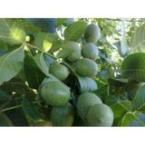 Franguette -Tozlayıcı- Ceviz Fidanı 2 Yaş - Tüplü 40-60 .
