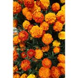 Fransız Kadife Çiçeği Tohumu Bodur Petite Serisi Karışım Tagetes