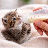Frefly Store 120 ml Yavru Kedi ve Köpekler Için Besleme Şişesi Seti, 2 Yedek Emzik