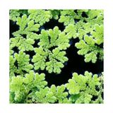 Frefly Store Azolla Caroliniana 30 cc Kapta Su Üstü Bitkisi Yavru Saklanması Için Akvaryum, Havuz Bitkisi
