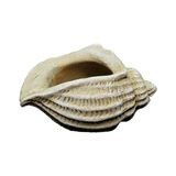 Frefly Store Classic Home And Garden 260024-C149 Jagger Kabuğu Sukulent Saksısı, Kum