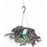 Frefly Store Çok Avantajlı Telgraf Çiçeği Askılı Saksı Tradescantia Zebrina Çiçeği, BTS011062025BYB155