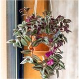 Frefly Store Çok Avantajlı Telgraf Çiçeği Askılı Saksı Tradescantia Zebrina Çiçeği, BTS011062025BYB227