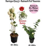 Frefly Store Gardenbox Kartopu Çiçeği, Katmerli Ful Yasemin, Kırmızı Gazanya Hediyeli Saksılı Bahçe Seti, Çok Renkli