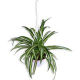 Frefly Store Gardenbox Kurdela Çiçeği Chlorophytum Askılı Saksı'da