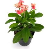 Frefly Store Gardenbox Pembe Alacalı Milli Dikenler Tacı, Euphorbia, 1 Adet Saksılı, 25-45 cm