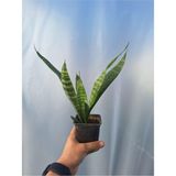 Frefly Store Gardenbox Sansevieria Peygamber Kılıcı Bitkisi, 1 Adet, Saksılı, 15-30 Cm, Iç Mekan Bitkisi