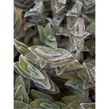 Frefly Store Gardenbox Tüylü Telgraf Çiçeği, Tradescantia Sillamontana, 20-30 Cm, Saksılı Bahçe Salon Bitkisi
