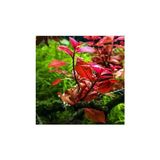 Frefly Store Ludwigia Mini Super Red Saksı Canlı Bitki