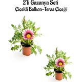 Frefly Store Nura Botanik Gazanya Çiçeği, 2 Adet Saksılı, 10-20 Cm, Pembe Beyaz, Bahçe Balkon Çiçeği
