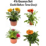 Frefly Store Nura Botanik Gazanya Çiçeği Seti, 4 Adet Saksılı, Sarı+Kırmızı+Koyu Pembe+Turuncu, 10-20CM Balkon Çiçeği