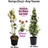 Frefly Store Nura Botanik Kartopu Çiçeği, Arap Yasemini, Pembe Gazanya Saksılı Bahçe Seti, 3 Adet
