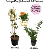 Frefly Store Nura Botanik Kartopu Çiçeği, Katmerli Ful Yasemin, Sarı Gazanya Hediyeli Saksılı Bahçe Seti