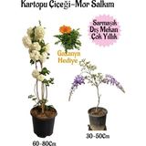Frefly Store Nura Botanik Kartopu Çiçeği, Mor Salkım, Kırmızı Gazanya Hediyeli Saksılı Bahçe Seti, 3 Adet