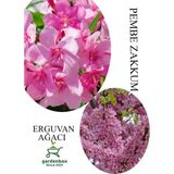 Frefly Store Nura Botanik Pembe Zakkum Fidanı Saksılı 30-60CM ve Erguvan Ağacı 40-70CM Combo Set