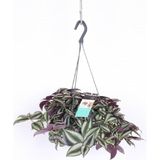 Frefly Store Nura Botanik Telgraf Çiçeği Askılı Saksı, Tradescantia Zebrina, Çiçekli Bodur Bitki