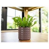 Frefly Store Pembe Renkli Seramik Saksı 14X13 cm