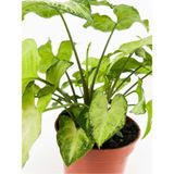 Frefly Store Videolu Alacalı Melek Kanadı 1 Adet Saksılı/tüplü 30-60CM Iç Mekan Salon Ofis Bitkisi (Syngonium)