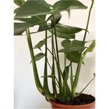 Frefly Store Videolu Deve Tabanı Geniş Yapraklı 1 Adet Saksılı 60-100CM Iç Mekan Bitkisi Monstera Deliciosa