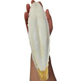 Frefly Store Xl Kalamar Kemiği - Iri Boy (15-20 cm Aralığında)